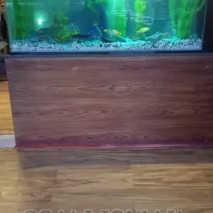 The Best Aquarium Sitted on the Wooden Stand